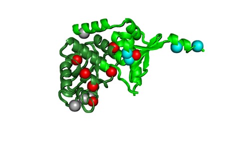 proteine-MLH1-grand-format.jpg