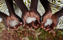 Le berceau de la domestication du riz africain identifié au Mali