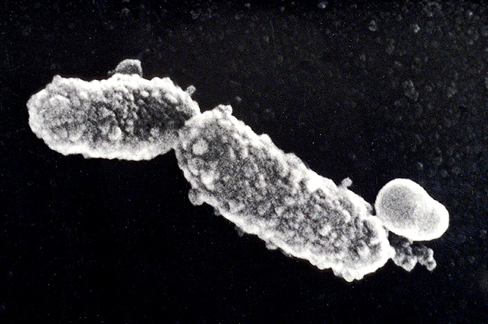 La bactérie Bordetella pertussis (ou bacille de Bordet Gengou) est l'agent responsable de la coqueluche.