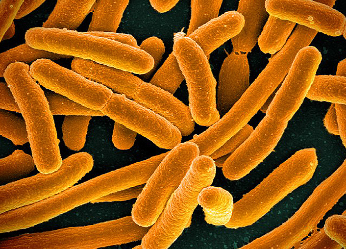 Souches bactériennes de notre tube digestif, dont la majorité est inoffensive