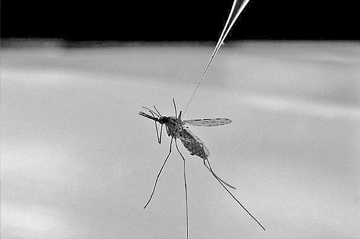 Le moustique Anopheles gambiae transmet le parasite qui cause le paludisme.