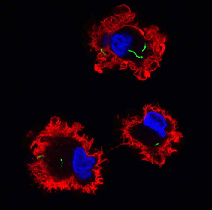 Le bacille de la tuberculose (en vert) entre dans les cellules dendritiques (en rouge, noyaux en bleu)