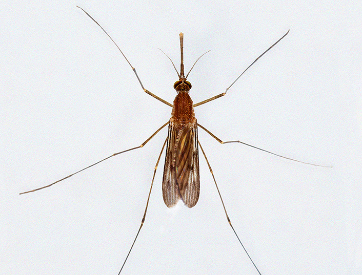 Moustique Anopheles quadrimaculatus femelle, vecteur de paludisme