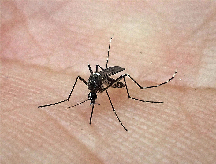Le moustique Aedes aegypti est vecteur de la dengue, du chikungunya, de la fièvre jaune et de Zika