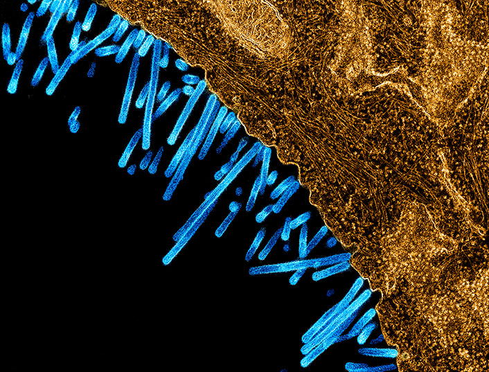 Particules de virus de la grippe (en bleu) bourgeonnant à la surface d'une cellule (en brun), en microscopie électronique