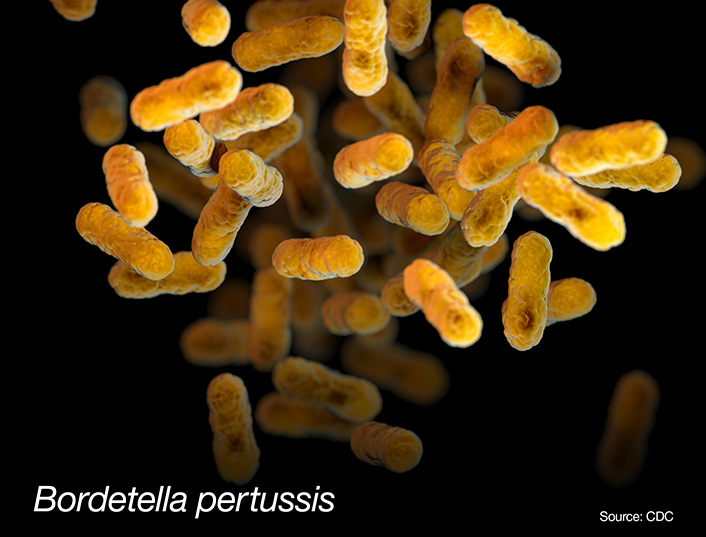 Illustration artistique de bactéries Bordetella pertussis basée sur des observations en microscopie électronique