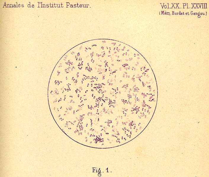 Microbe coquelucheux en culture de 24 heures sur milieu solide au sang. Figure extraite de la planche 'Le Microbe de la coqueluche' par les Dr J. Bordet et O. Gengou, 1906.