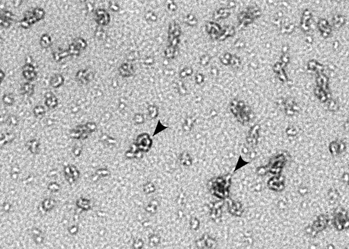 Des bactéries Chlamydia trachomatis, responsables de chlamydioses, en microscopie.