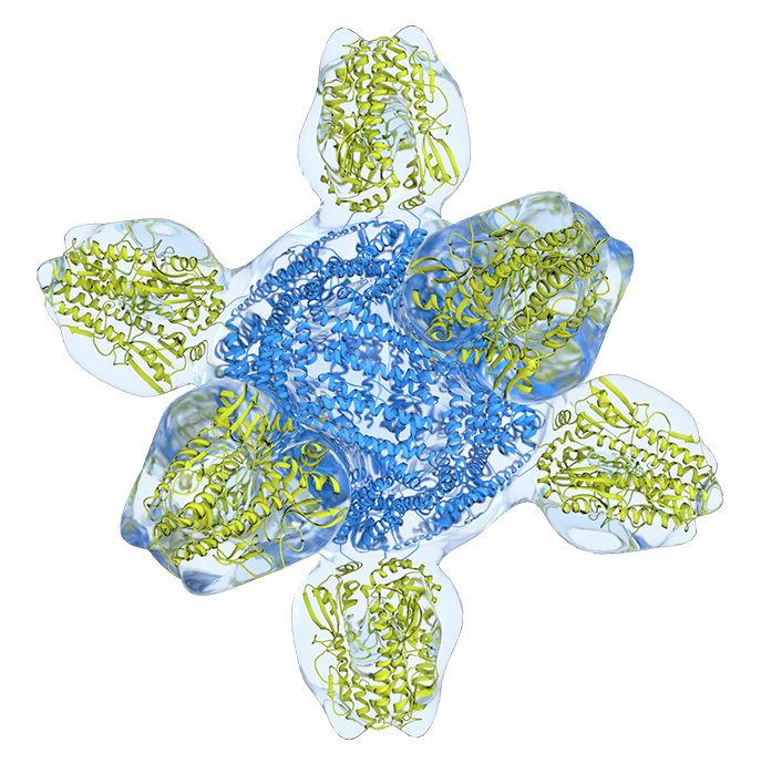 Structure tridimensionnelle d'un prototype de vaccin universel contre la grippe.