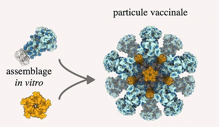 Architecture de la particule vaccinale testée à Idmit, constituée de 20 protéines Spike associées à 12 autres protéines (des pen